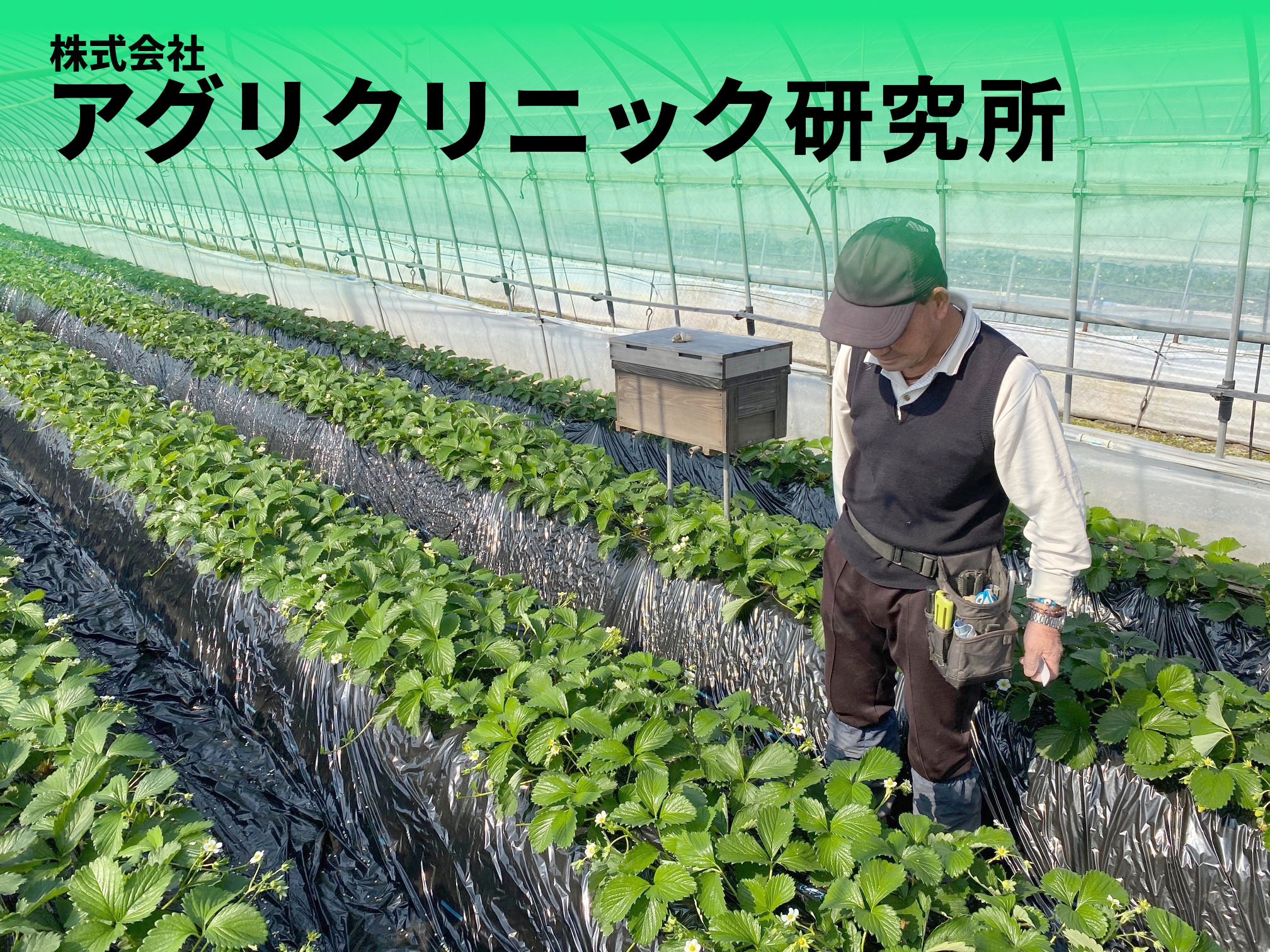 アグリクリーナ～高濃度炭酸ガス処理によるイチゴの抵抗性害虫ハダニの防除技術 | 特定非営利活動法人 圃場診断システム推進機構